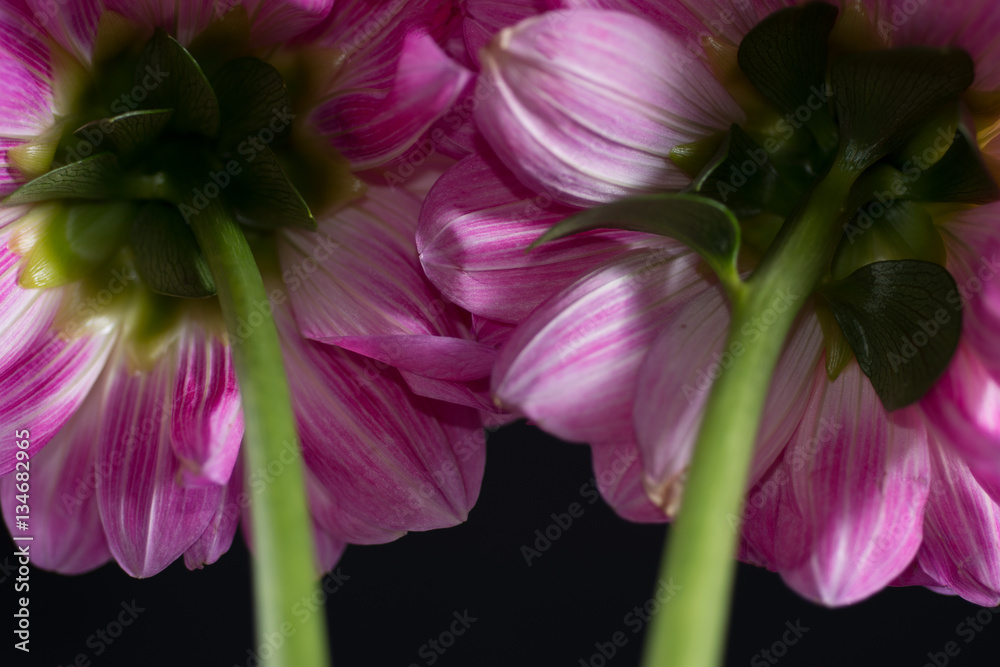 Pink Dahlia/Beautiful pink dahlia