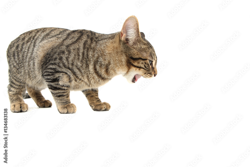 Bengal cat eating or being sick Stock Photo | Adobe Stock