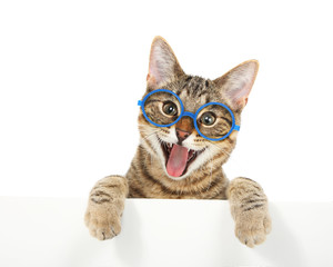 Happy bengal cat wearing glasses looking over a sign