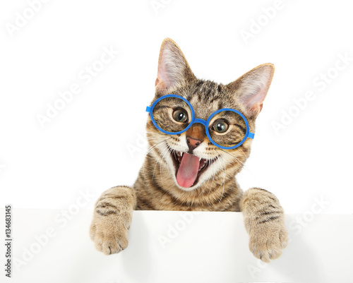 Happy bengal cat wearing glasses looking over a sign
