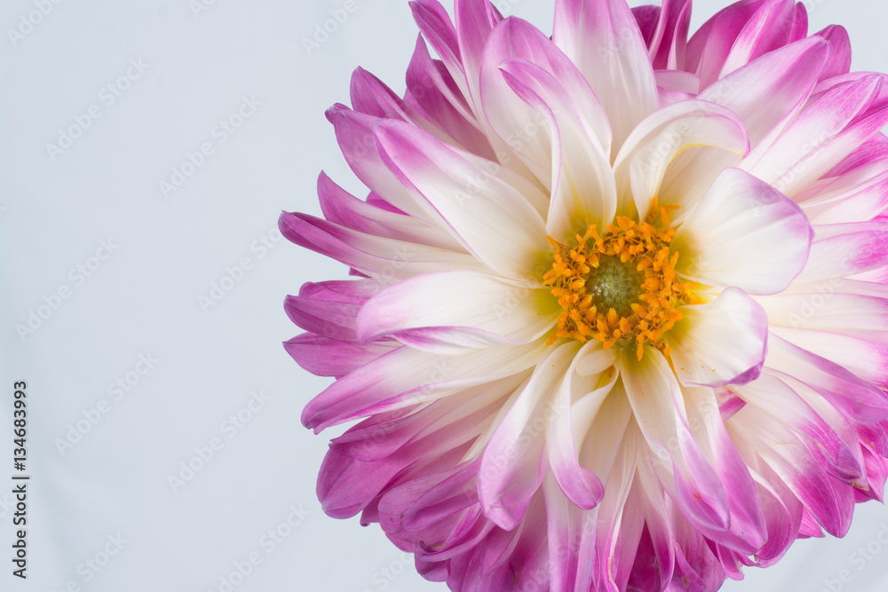 Pink Dahlia/Beautiful pink dahlia