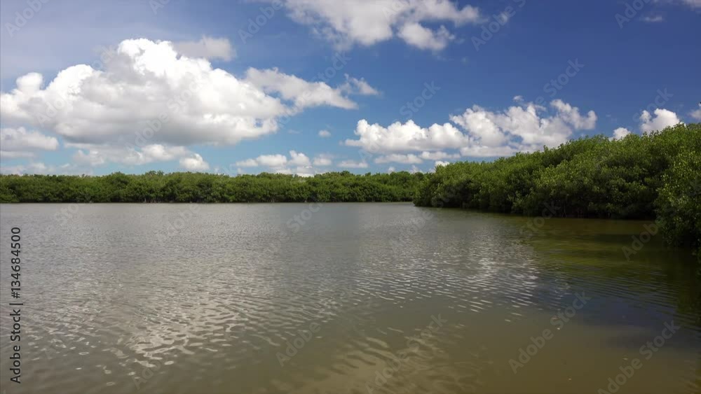 Mangrove forest on shore surrounds West Lake in Everglades National Park, Florida Mangrove forest on shore surrounds West Lake in Everglades National Park, Florida