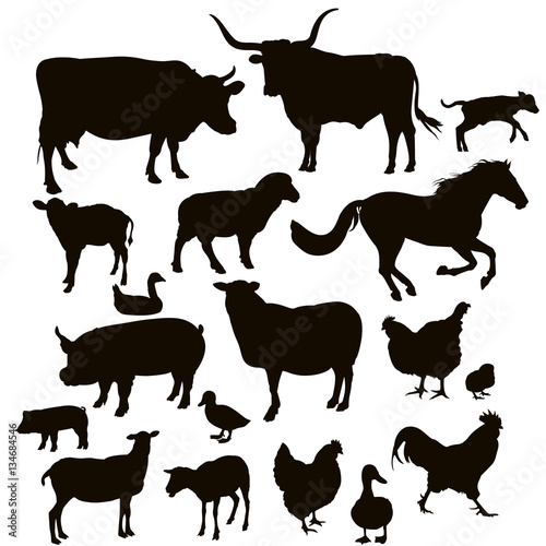 Vector silhouettes of farm animals on the white background © daudau992