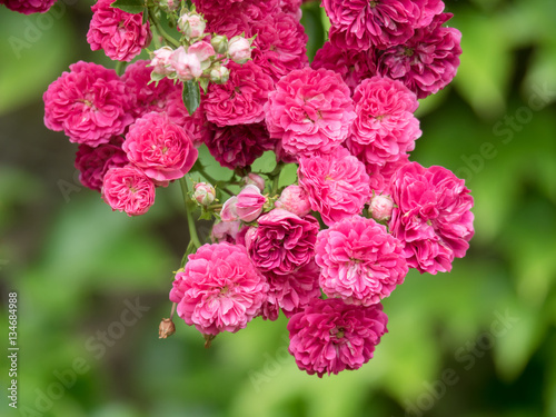 Bush of beautiful pink roses