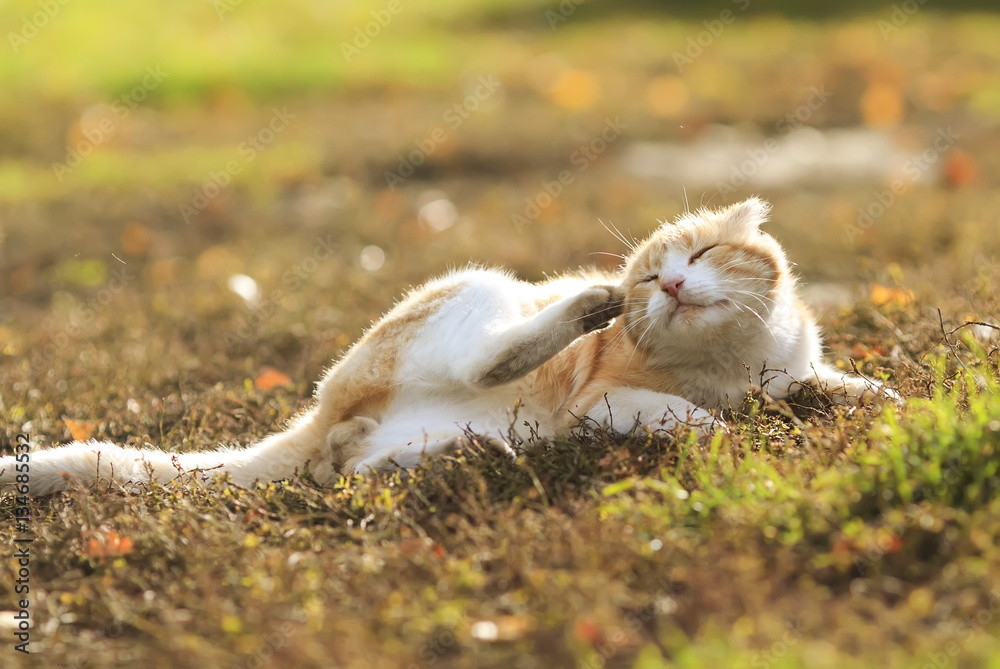 funny ginger cat lying on the grass to clean