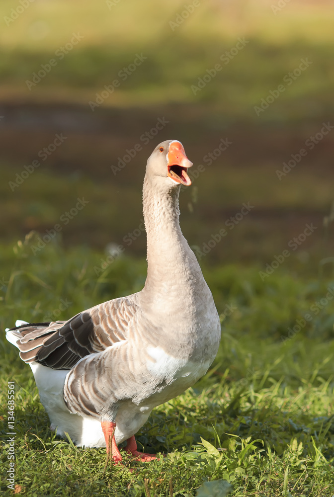 gray goose walking in the village on the green grass and turning