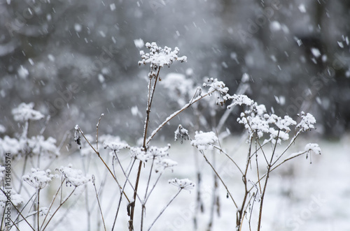 The dried umbellate herbs during snowfall © Dmitriy Os Ivanov