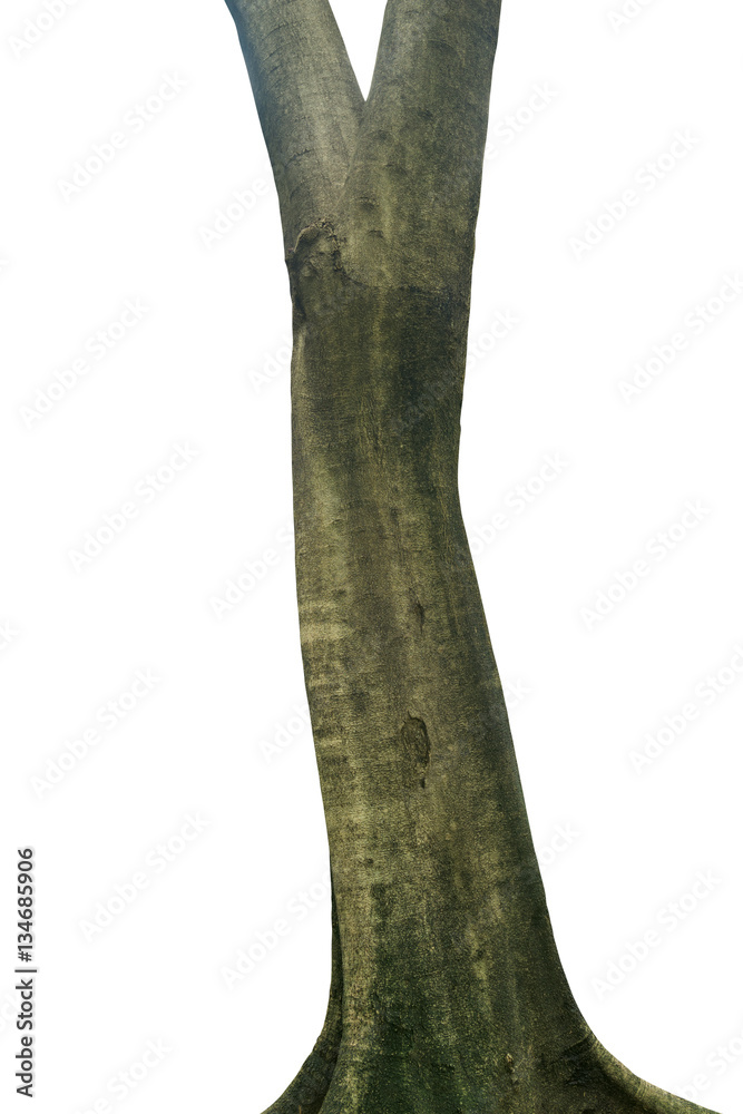 Tree trunk isolated on white background. This has clipping path. Tree trunk isolated on white background. This has clipping path.