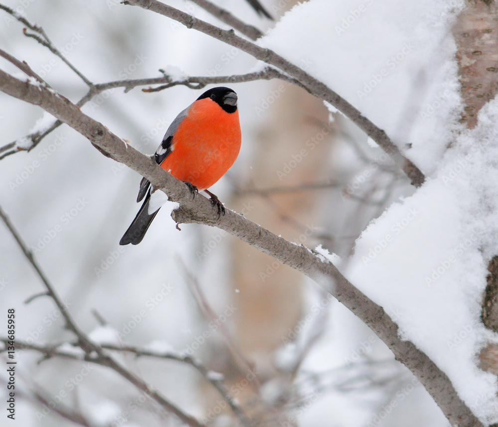 The bullfinch sitting on a branch in a snow-covered forest. The bullfinch sitting on a branch in a snow-covered forest.