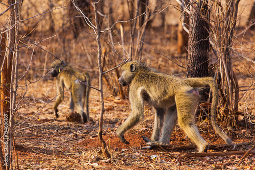 African baboon
