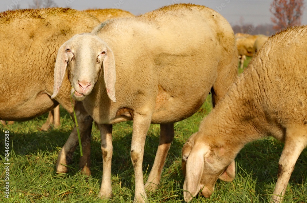 Obraz premium sheep of the flock while eating