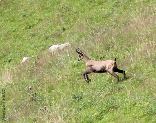 chamois runs on the grass in the mountains