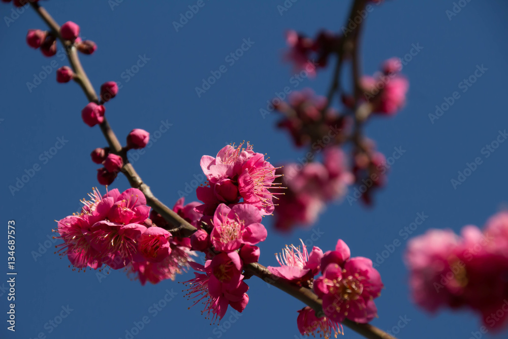 Plum blossom