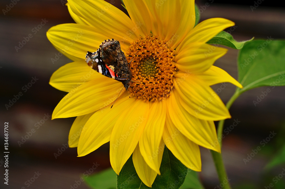 Sunflower summer background. Butterfly (Vanessa Atalanta) feeds on nectar from a blooming sunflower.