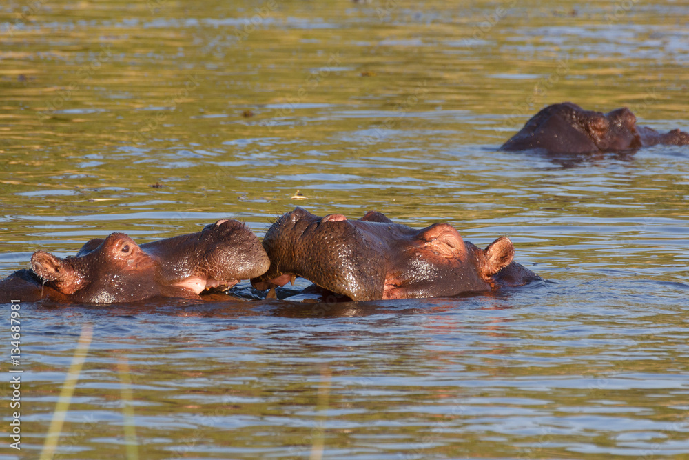 Fototapeta premium hippo hippopotamus Okavango, Botswana Africa