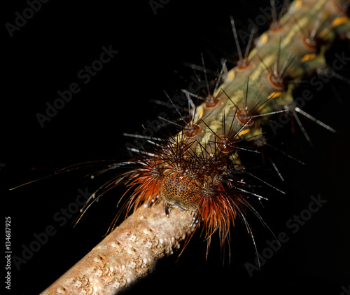 caterpillar founded in Nosy Mangabe, Madagascar