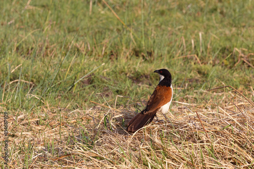 Photography bird coppery-tailed coucal, Okavango, Botswana Africa