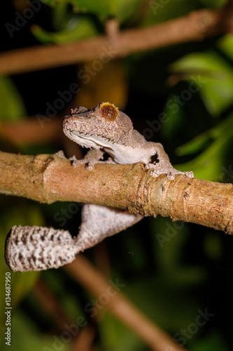 leaf-tailed gecko, Uroplatus fimbriatus, madagascar