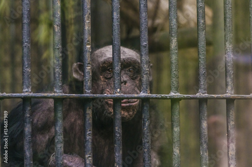 Monkey in a cage at the zoo.