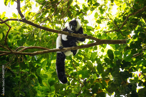 Black-and-white ruffed lemur (Varecia variegata), Madagascar
