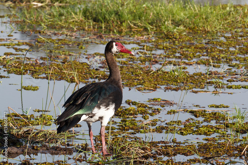 bird Spur-winged Goose, Okavango, Botswana, Africa photo