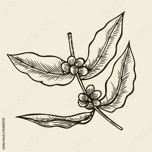 Coffee branch. Plant with leaf