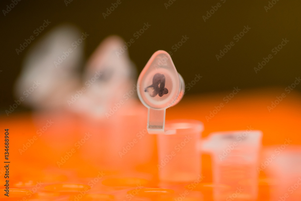 Closeup macro detail of a labeled polymerase chain reaction (PCR) tube with the lid open, on an