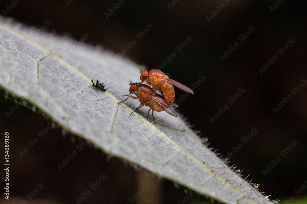 Close up view of real fruitfly in mating for insects macro photography commercial Close up view of real fruitfly in mating for insects macro photography commercial