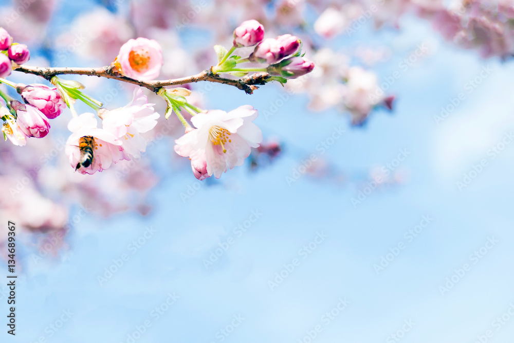 Fototapeta premium kirschbaumblüte im frühling
