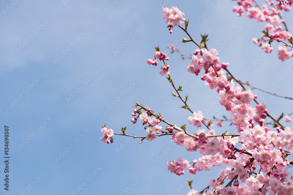 Fototapeta premium kirschblütenzweige