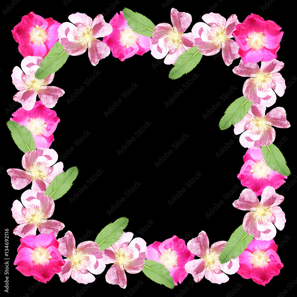 Frame of dogrose flowers. Isolated 