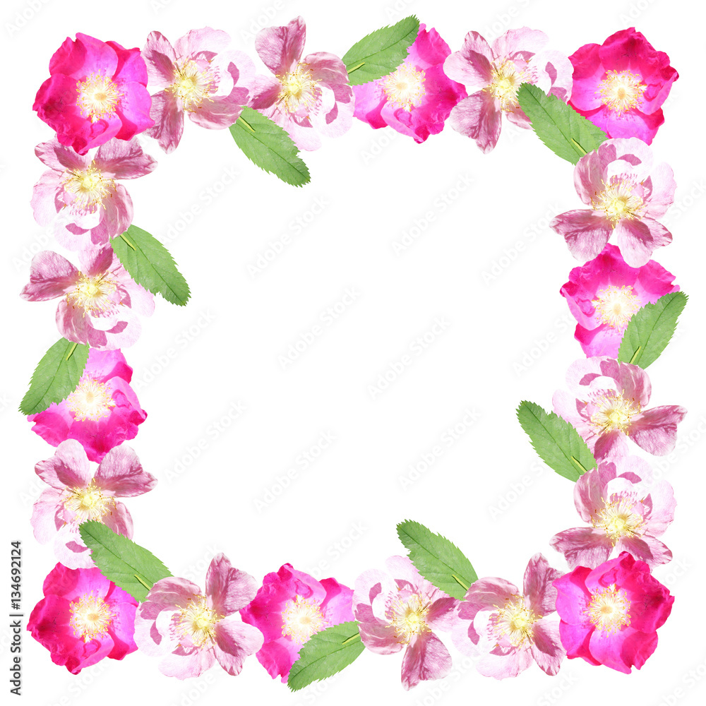 Frame of dogrose flowers. Isolated 