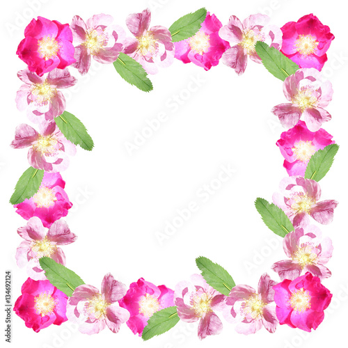 Frame of dogrose flowers. Isolated 
