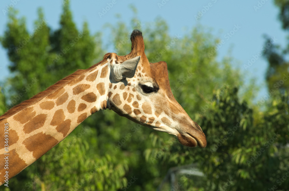 Close-up of the head of a giraffe (Giraffe camelopardialis) with green leaves on the background
Close-up of the head of a giraffe (Giraffe camelopardialis) with green leaves on the background