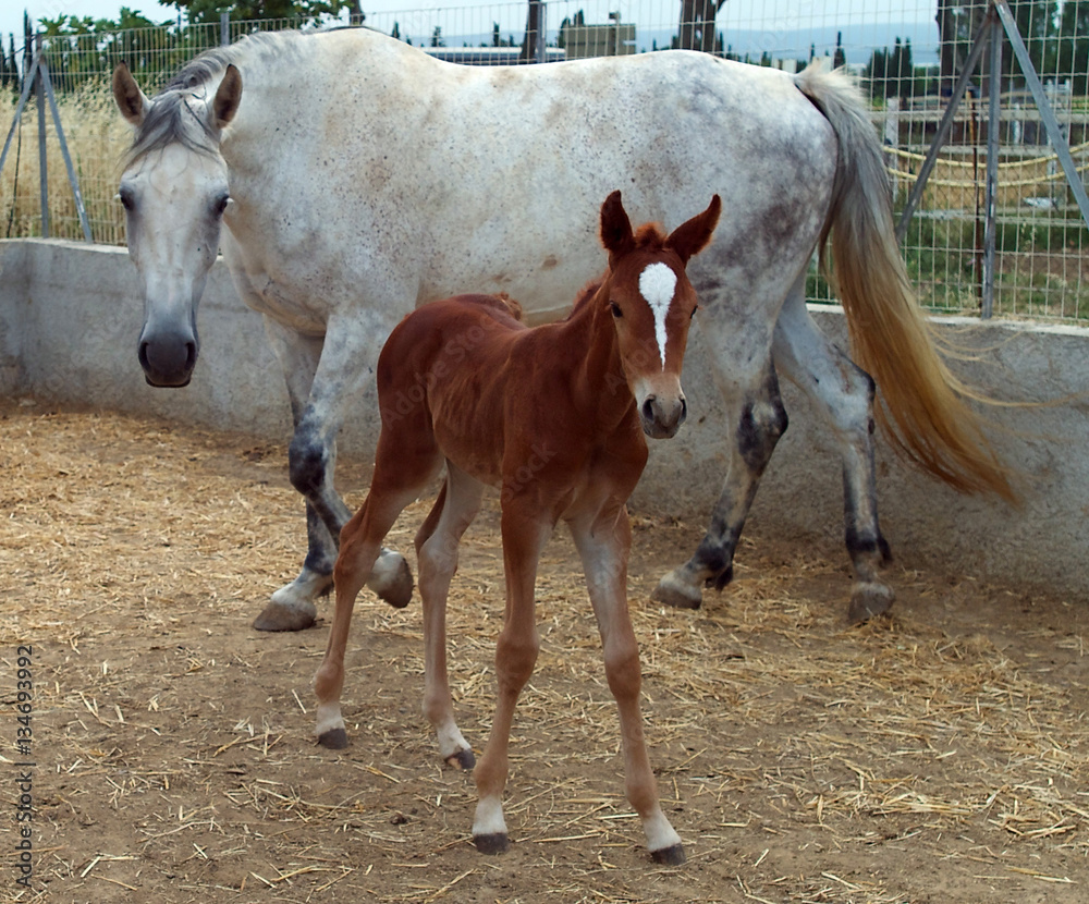Fototapeta premium Cheval et son poulain