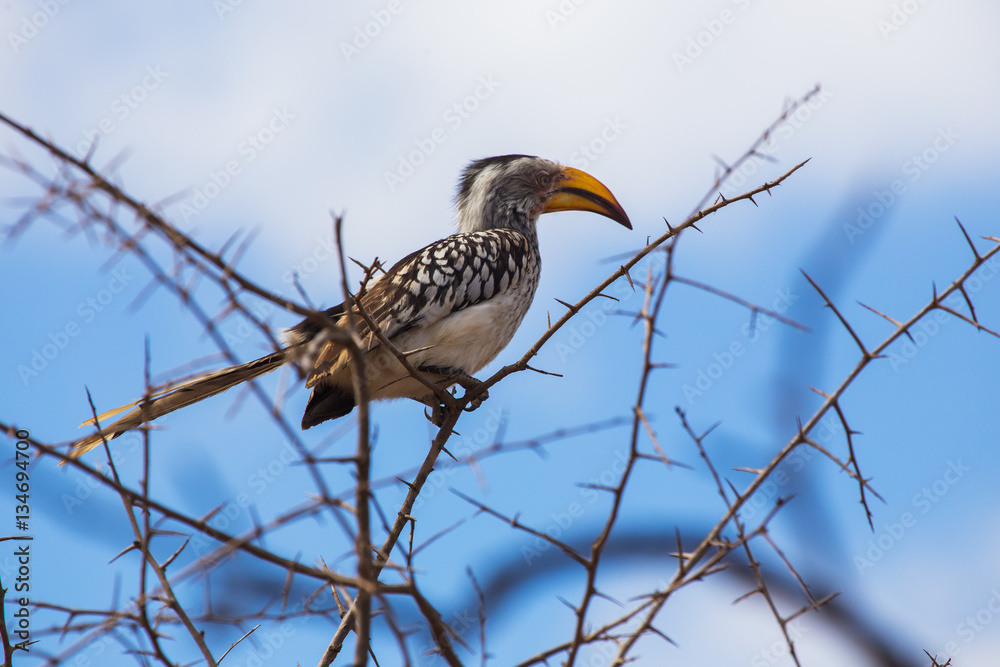 Fototapeta premium Eastern yellow-billed hornbill 