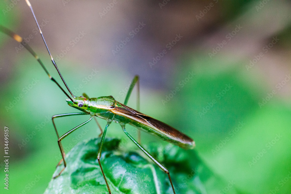 Close up view of real marmorated stink bug or known as Halyomorpha halys for insects macro photography commercial Close up view of real marmorated stink bug or known as Halyomorpha halys for insects macro photography commercial