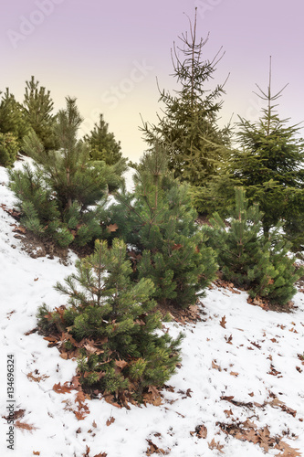 Firs and elfin wood in the "Alpine Garden"