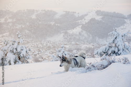 Hunting husky dog walking in snow at winter field on top of mountain on the background of taiga forest and hills