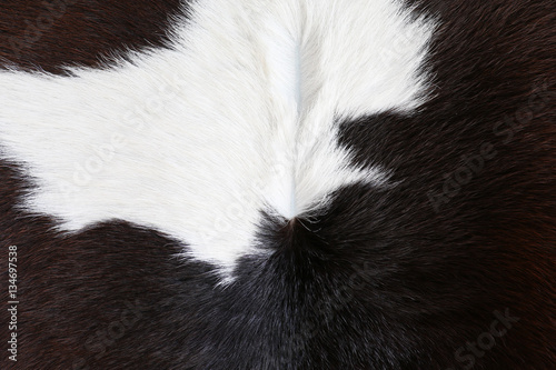 Cow fur (skin) background or texture