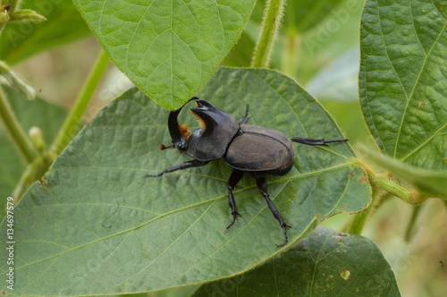 escarabajo torito en hoja de soja photo