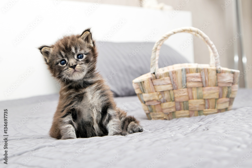 Маленький пушистый котенок Мейн-Кун играет. Stock Photo | Adobe Stock
