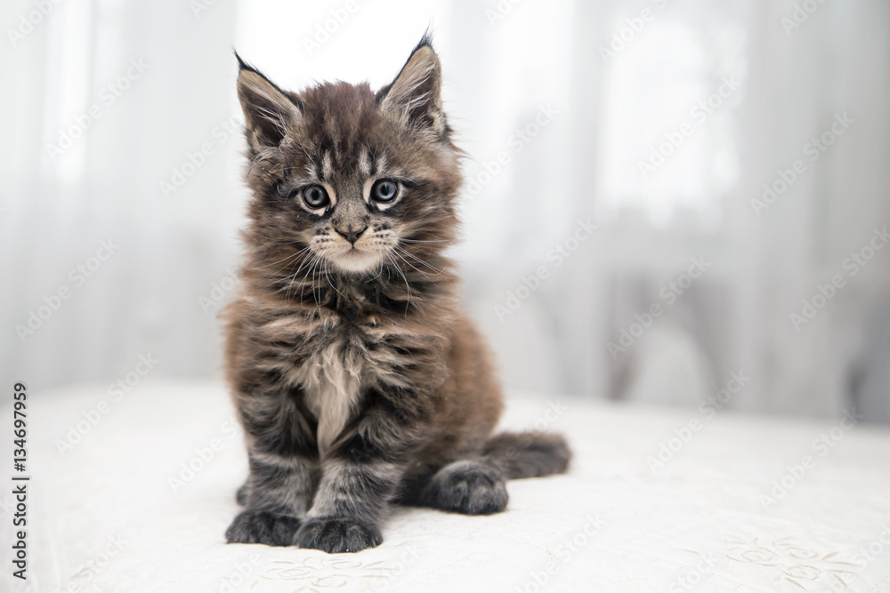 Маленький пушистый котенок Мейн-Кун играет. фотография Stock | Adobe Stock