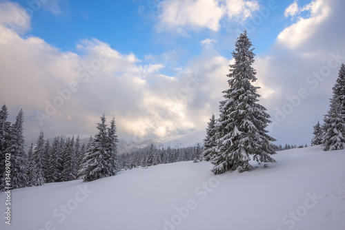 Magic winter landscape - spruce trees covered with snow