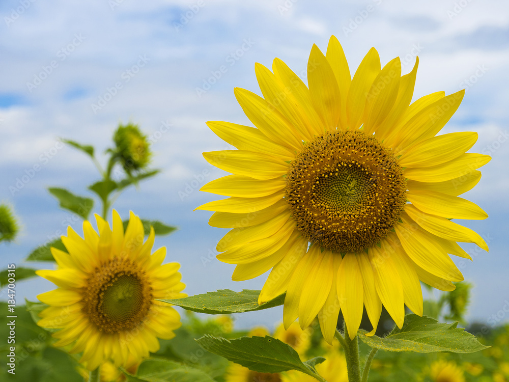Fototapeta premium Close up of Sunflower in the field.