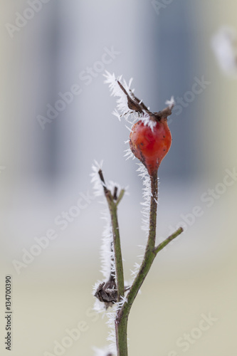 Close up on frosted wild rose berry in winter. Shallow depth of field.