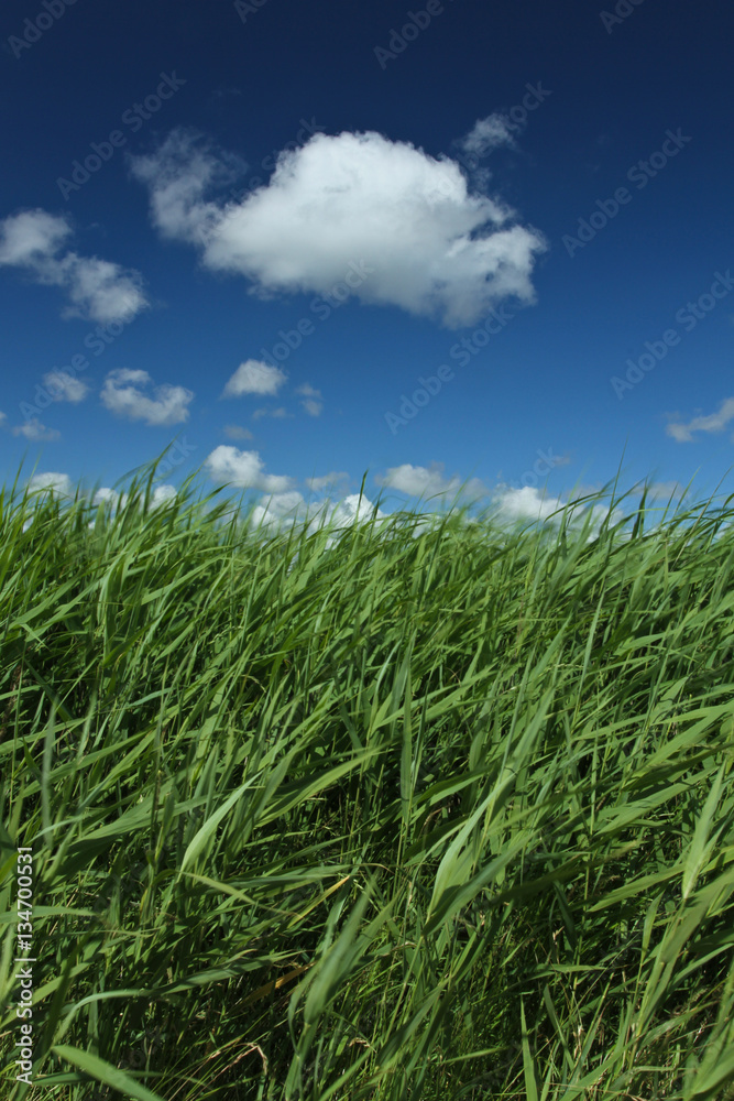 Green grass and blue sky Green grass and blue sky