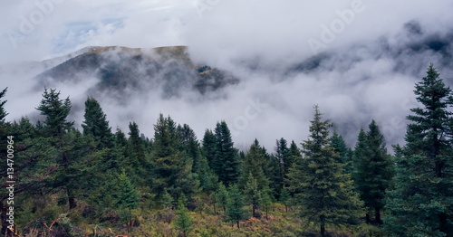 fir trees on a meadow down the will to coniferous forest in foggy mountains of China