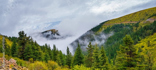 fir trees on a meadow down the will to coniferous forest in foggy mountains of China