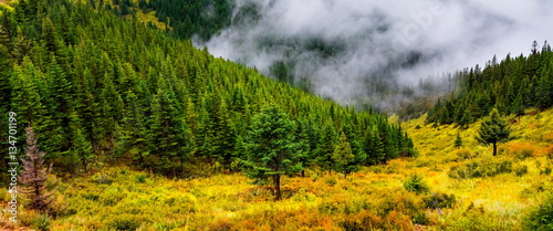 fir trees on a meadow down the will to coniferous forest in foggy mountains of China